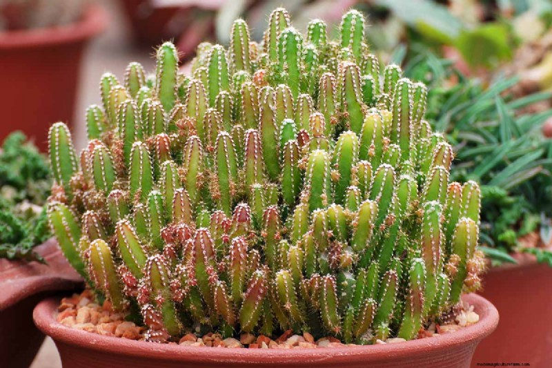Grow Fairy Castle Cactus: Care, Planting & Growing Guide
