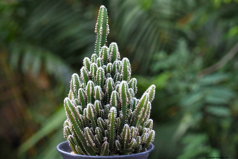 Grow Fairy Castle Cactus: Care, Planting & Growing Guide