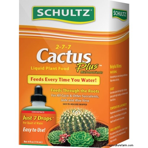Grow Fairy Castle Cactus: Care, Planting & Growing Guide