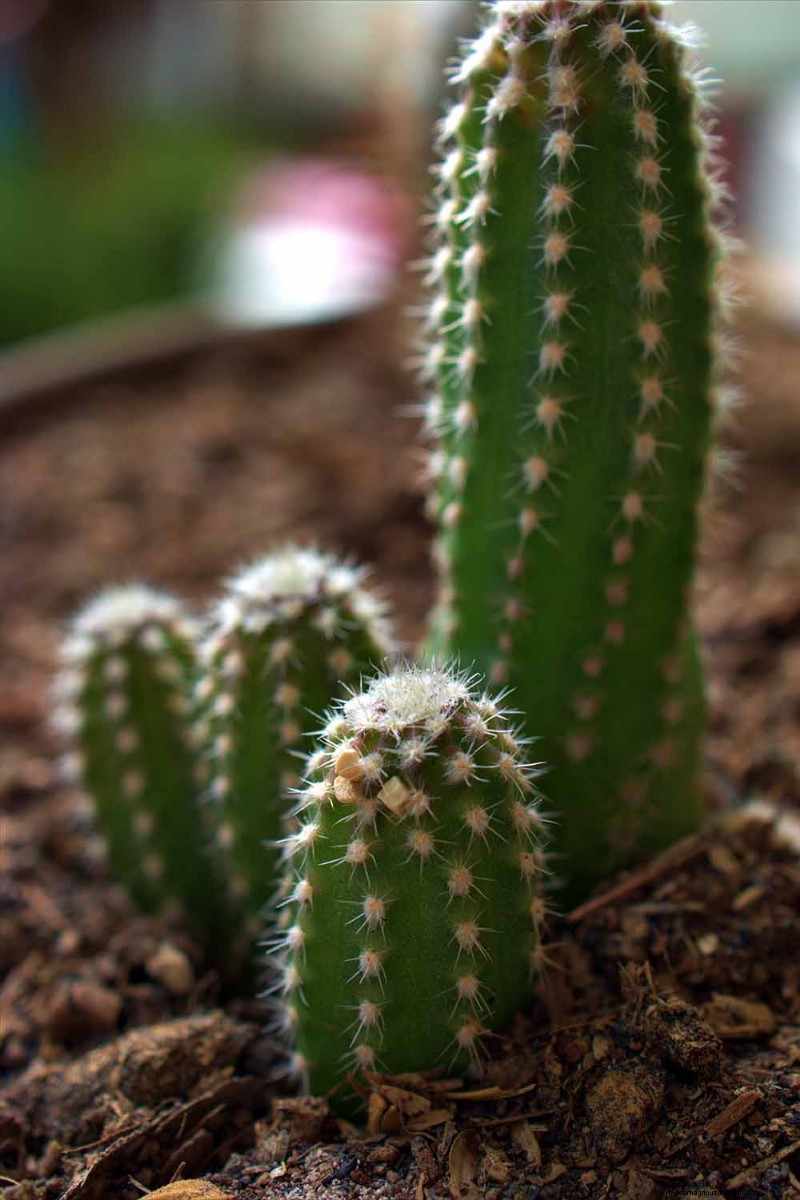 Grow Fairy Castle Cactus: Care, Planting & Growing Guide