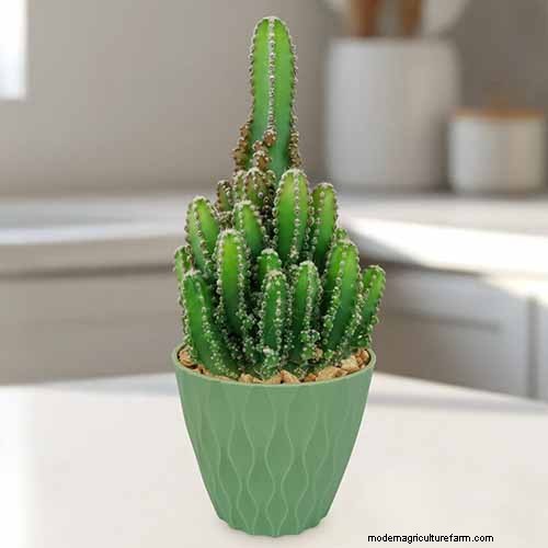 Grow Fairy Castle Cactus: Care, Planting & Growing Guide