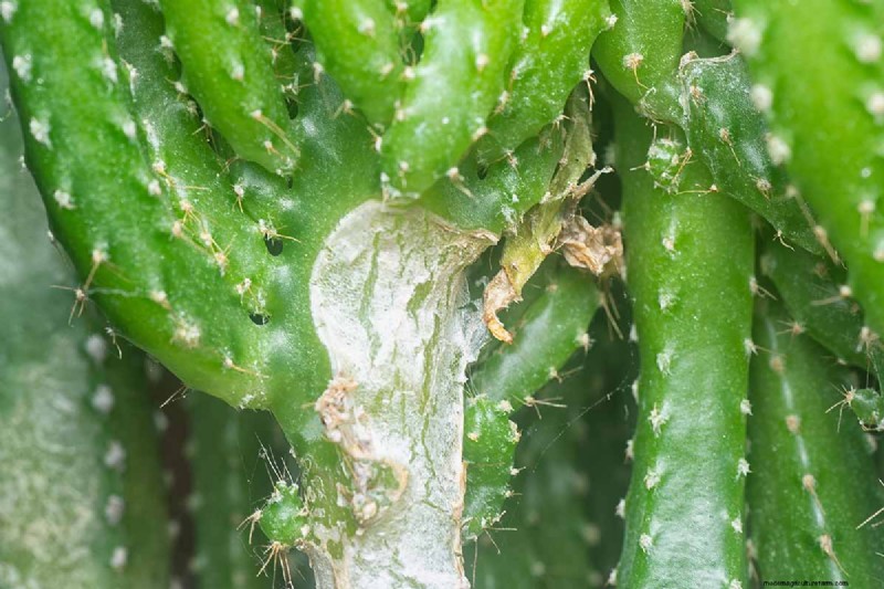 Grow Fairy Castle Cactus: Care, Planting & Growing Guide