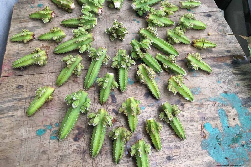 Grow Fairy Castle Cactus: Care, Planting & Growing Guide