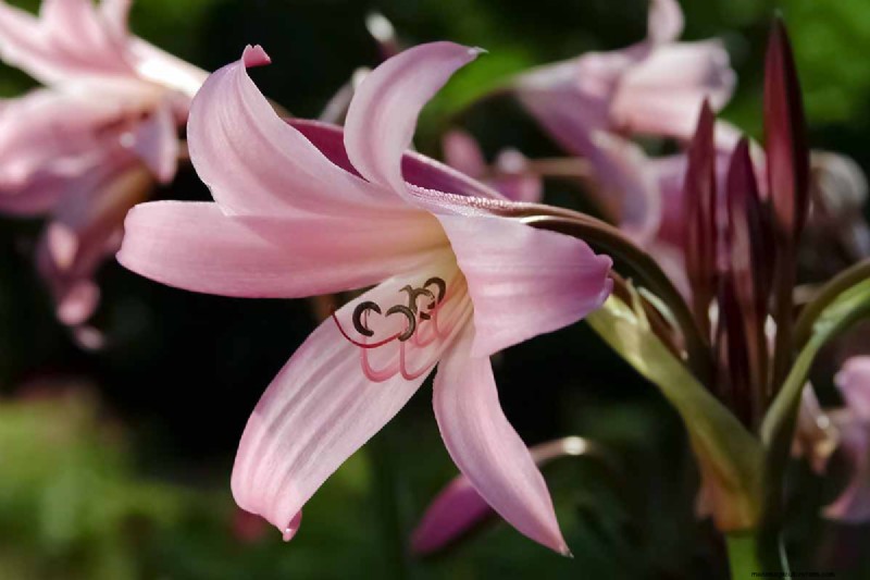 Crinum Lilies: Growing & Care Guide for Stunning Blooms