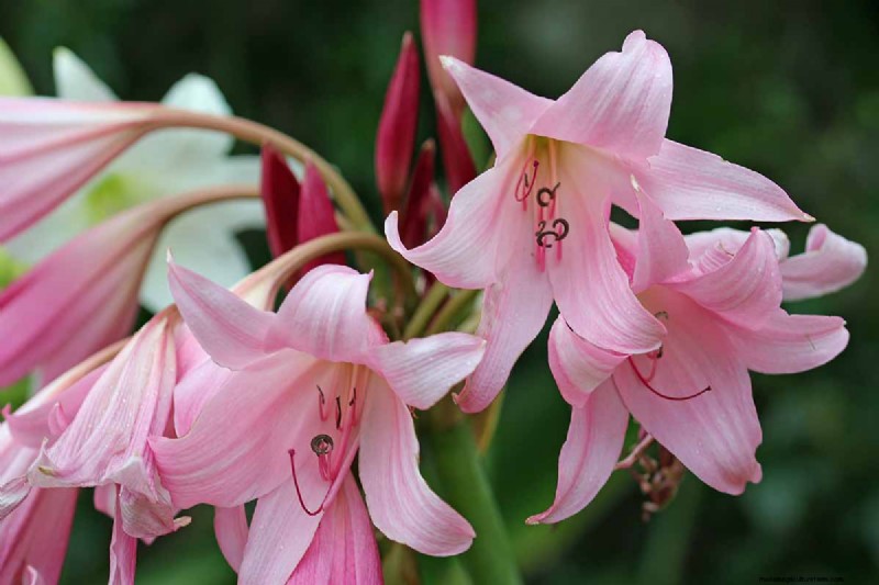 Crinum Lilies: Growing & Care Guide for Stunning Blooms