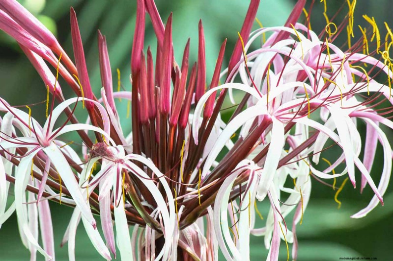 Crinum Lilies: Growing & Care Guide for Stunning Blooms