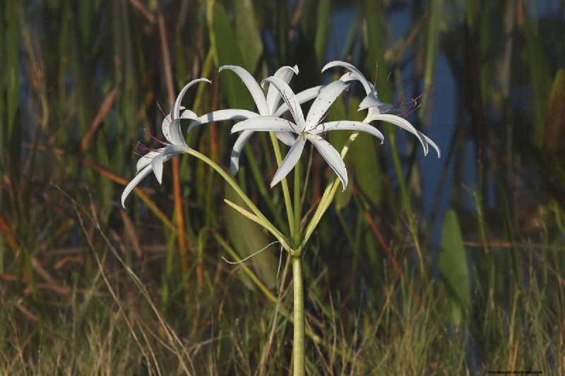 Crinum Lilies: Growing & Care Guide for Stunning Blooms