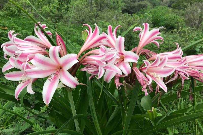 Crinum Lilies: Growing & Care Guide for Stunning Blooms