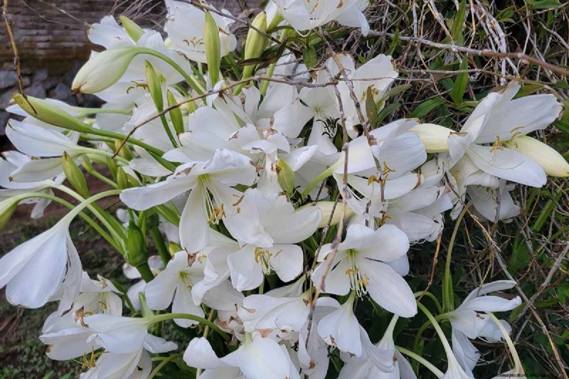 Crinum Lilies: Growing & Care Guide for Stunning Blooms