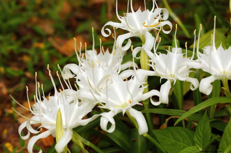 Crinum Lilies: Growing & Care Guide for Stunning Blooms