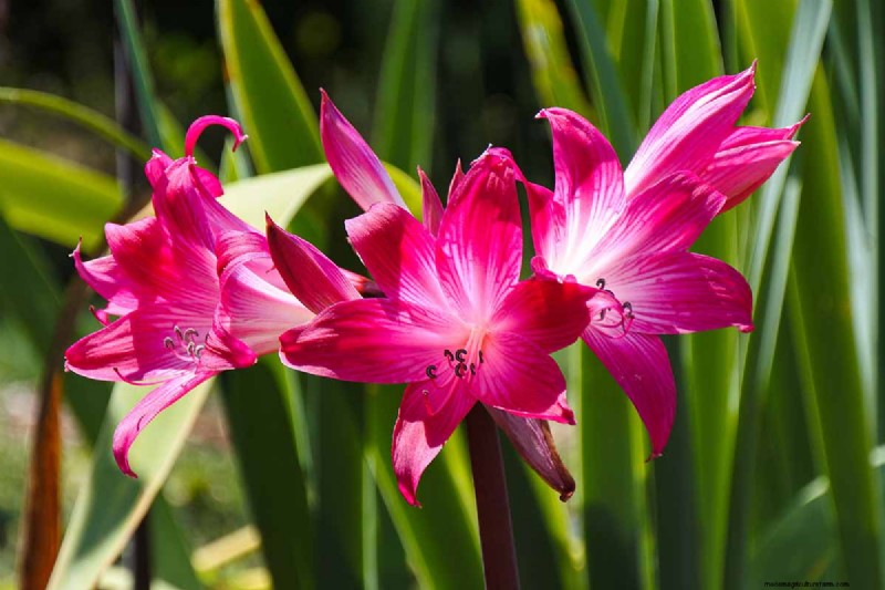 Crinum Lilies: Growing & Care Guide for Stunning Blooms