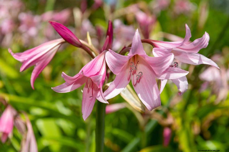 Crinum Lilies: Growing & Care Guide for Stunning Blooms