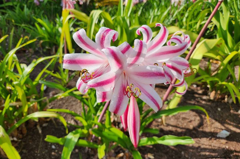 Crinum Lilies: Growing & Care Guide for Stunning Blooms