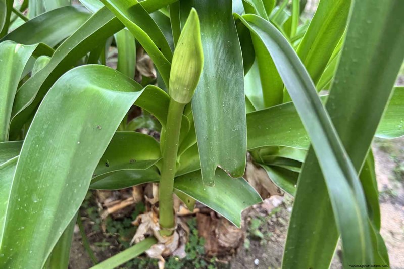 Crinum Lilies: Growing & Care Guide for Stunning Blooms