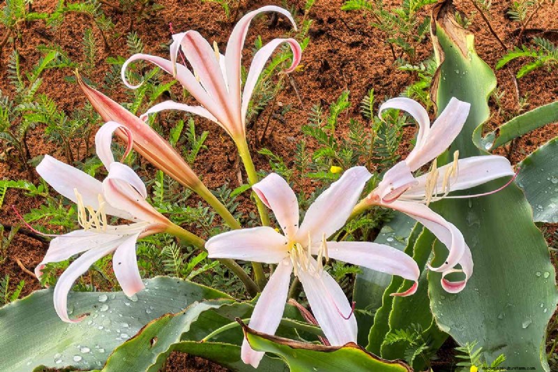 Crinum Lilies: Growing & Care Guide for Stunning Blooms