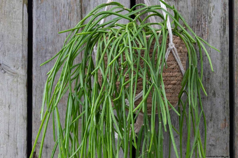 Mistletoe Cactus (Rhipsalis baccifera): Care & Growing Guide