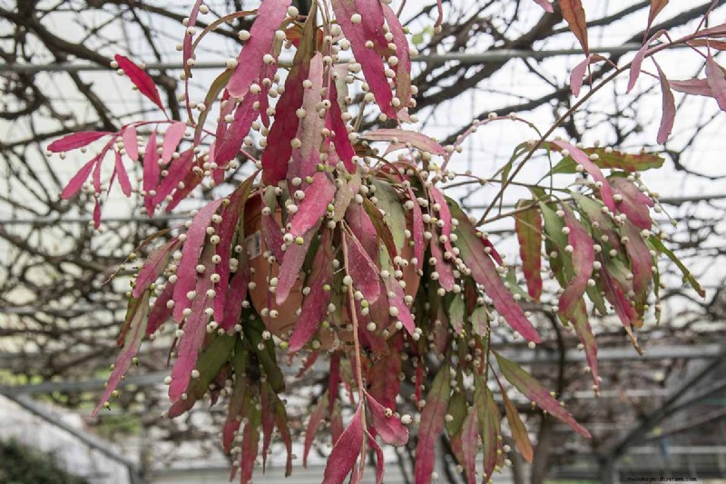 Mistletoe Cactus (Rhipsalis baccifera): Care & Growing Guide