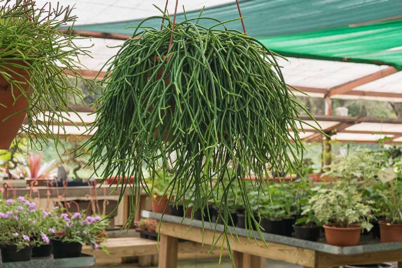 Mistletoe Cactus (Rhipsalis baccifera): Care & Growing Guide