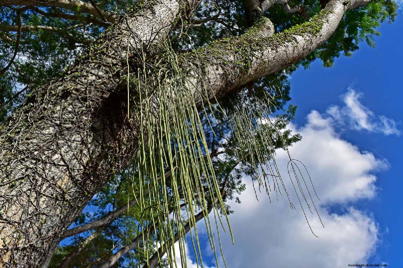 Mistletoe Cactus (Rhipsalis baccifera): Care & Growing Guide