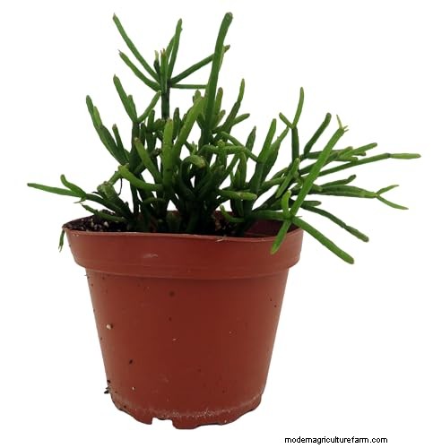 Mistletoe Cactus (Rhipsalis baccifera): Care & Growing Guide