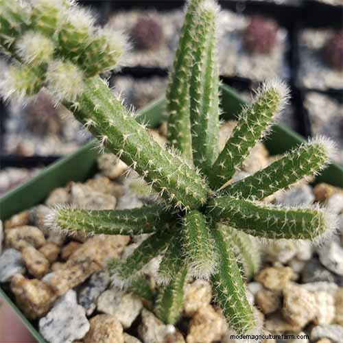 Mistletoe Cactus (Rhipsalis baccifera): Care & Growing Guide