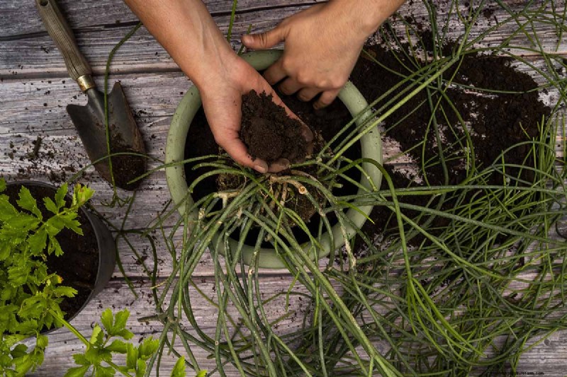 Mistletoe Cactus (Rhipsalis baccifera): Care & Growing Guide