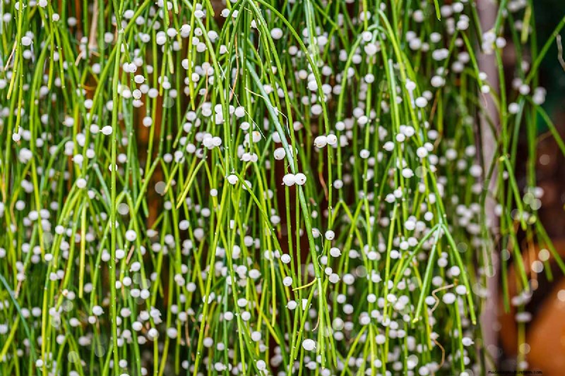 Mistletoe Cactus (Rhipsalis baccifera): Care & Growing Guide