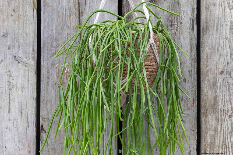 Mistletoe Cactus (Rhipsalis baccifera): Care & Growing Guide