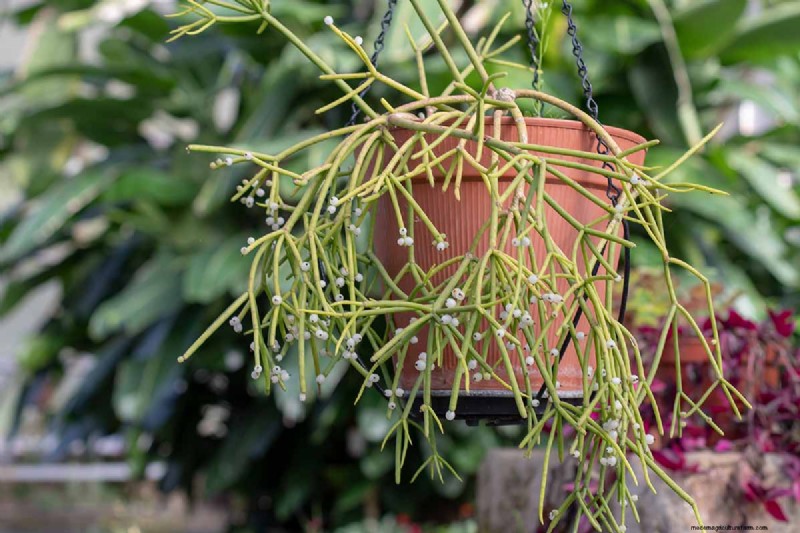 Mistletoe Cactus (Rhipsalis baccifera): Care & Growing Guide