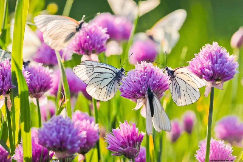 Control Allium Spread: Prevent Invasive Growth in Your Garden