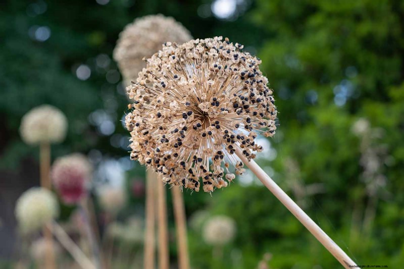 Control Allium Spread: Prevent Invasive Growth in Your Garden