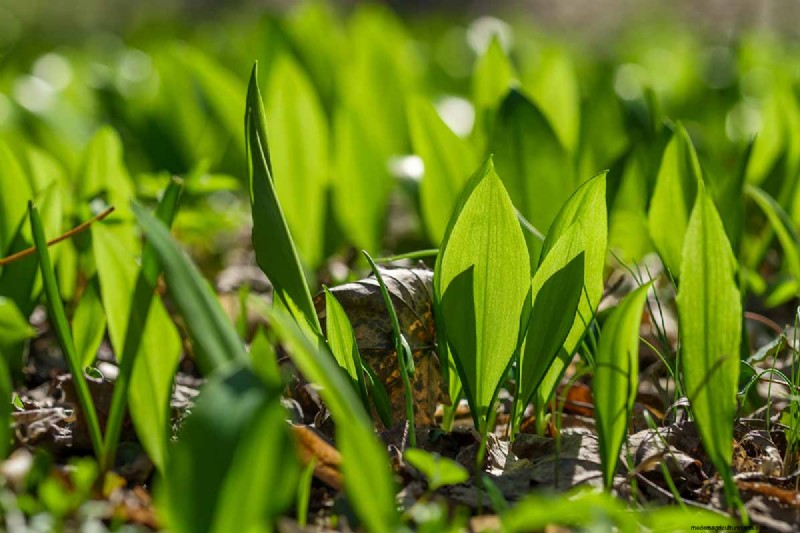 Control Allium Spread: Prevent Invasive Growth in Your Garden