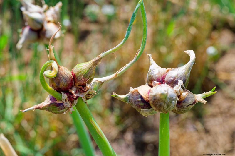 Control Allium Spread: Prevent Invasive Growth in Your Garden