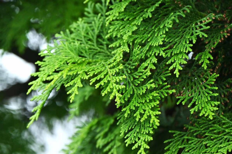Hinoki Cypress: Growing & Caring for This Stunning Evergreen