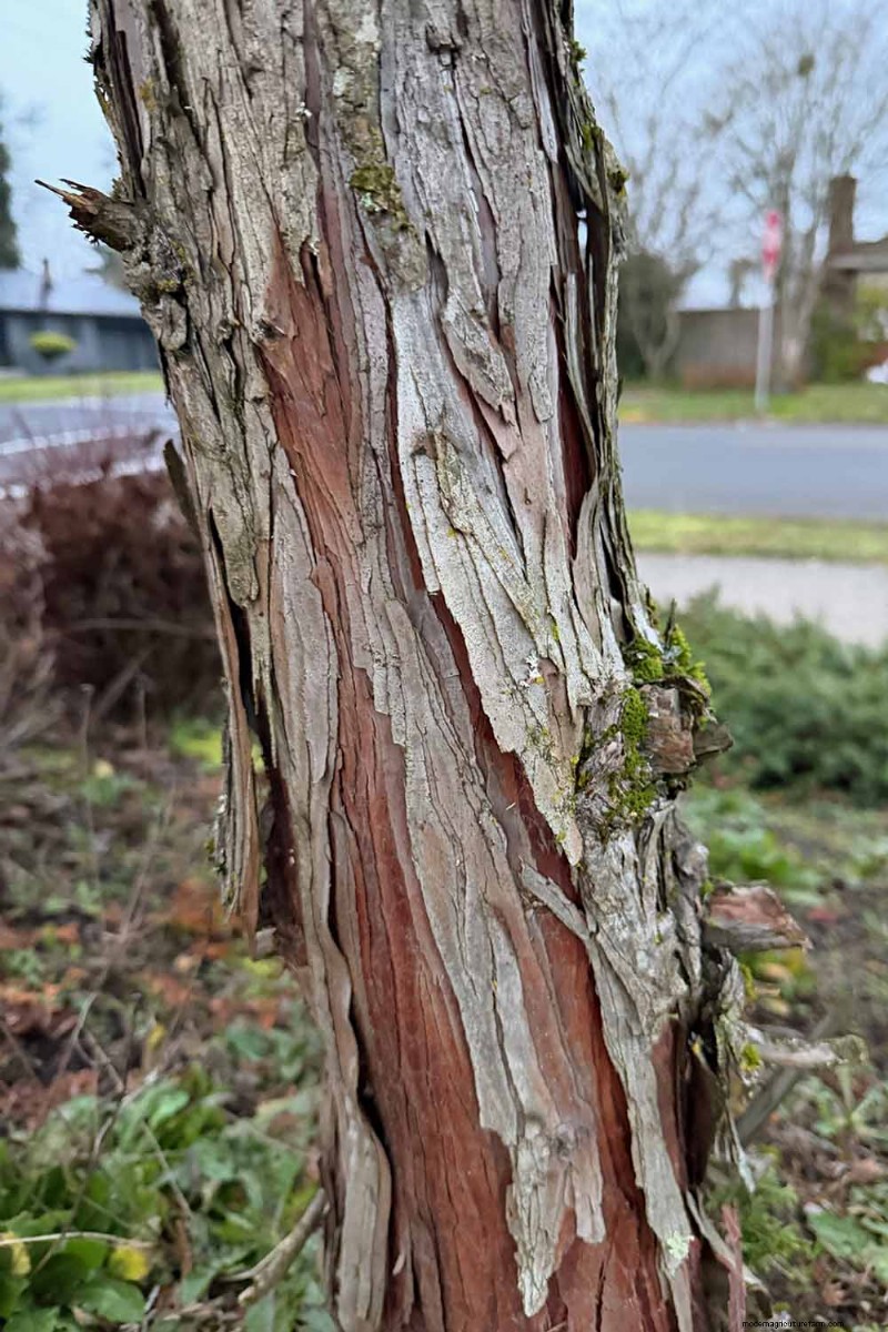 Hinoki Cypress: Growing & Caring for This Stunning Evergreen