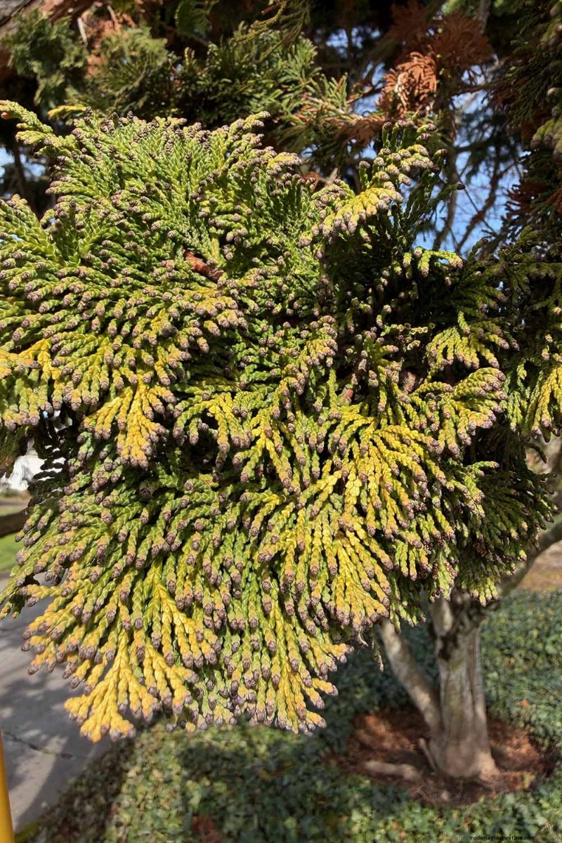 Hinoki Cypress: Growing & Caring for This Stunning Evergreen
