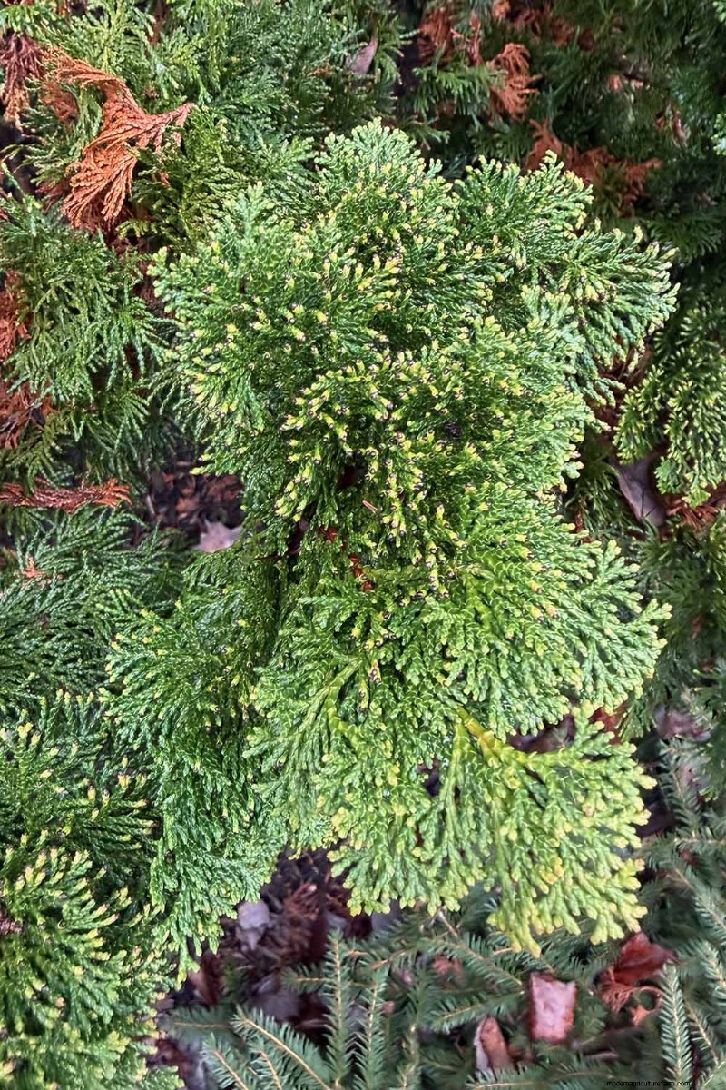 Hinoki Cypress: Growing & Caring for This Stunning Evergreen