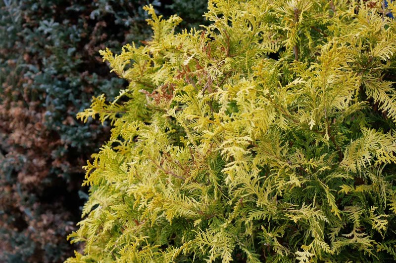 Hinoki Cypress: Growing & Caring for This Stunning Evergreen