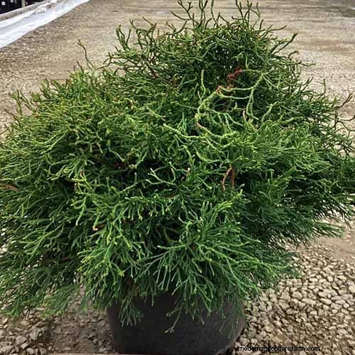 Hinoki Cypress: Growing & Caring for This Stunning Evergreen