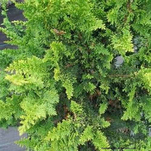 Hinoki Cypress: Growing & Caring for This Stunning Evergreen