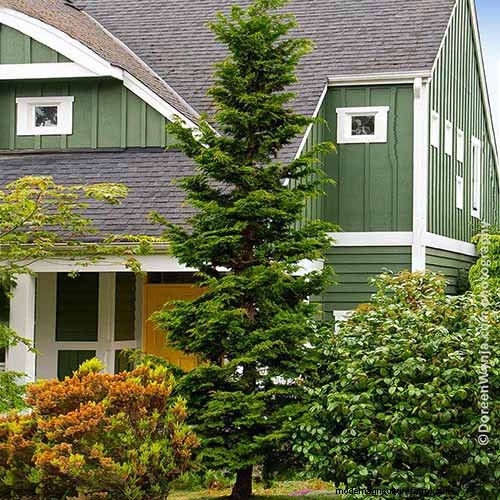 Hinoki Cypress: Growing & Caring for This Stunning Evergreen