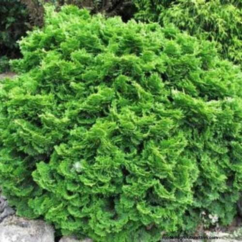 Hinoki Cypress: Growing & Caring for This Stunning Evergreen