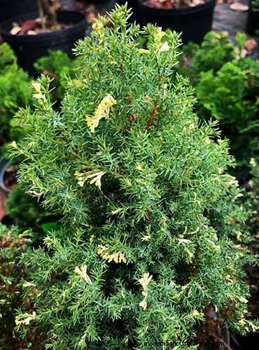 Hinoki Cypress: Growing & Caring for This Stunning Evergreen