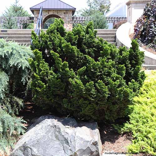 Hinoki Cypress: Growing & Caring for This Stunning Evergreen