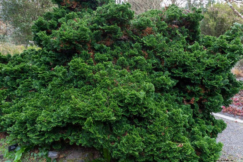 Hinoki Cypress: Growing & Caring for This Stunning Evergreen