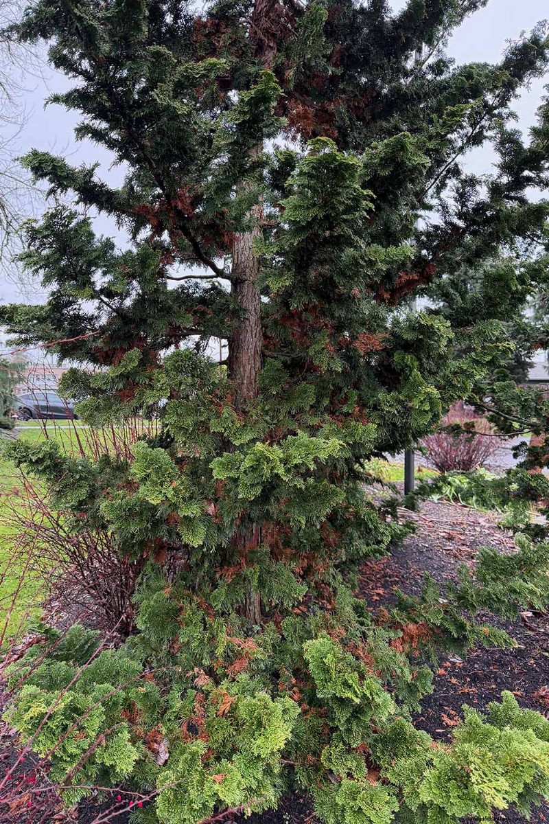 Hinoki Cypress: Growing & Caring for This Stunning Evergreen