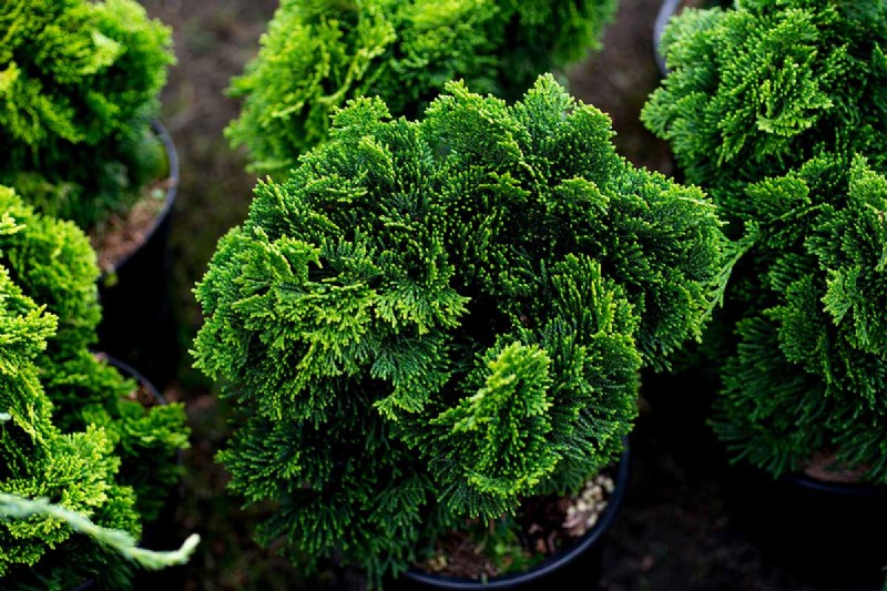 Hinoki Cypress: Growing & Caring for This Stunning Evergreen