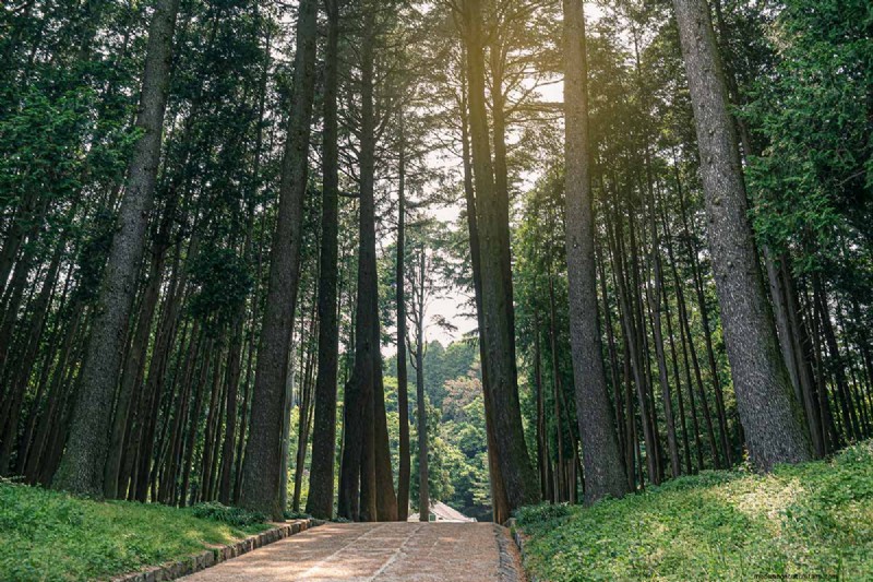 Hinoki Cypress: Growing & Caring for This Stunning Evergreen