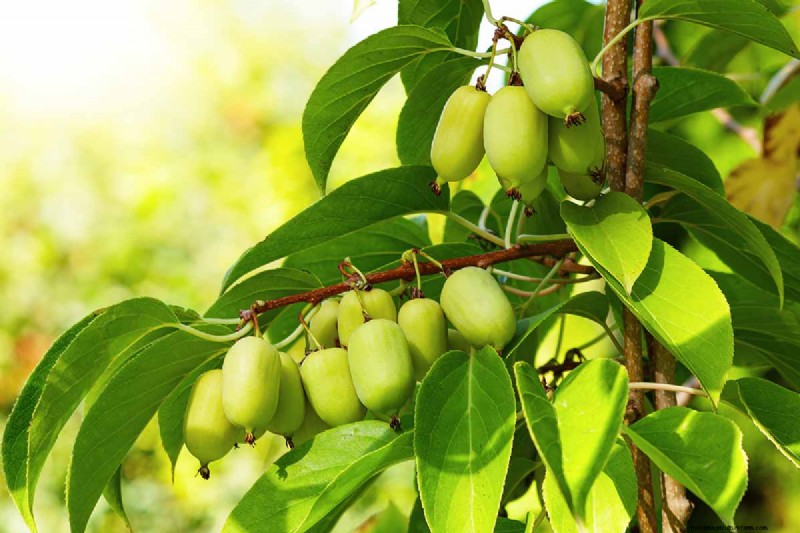 Growing Hardy Kiwi Vines: A Comprehensive Guide