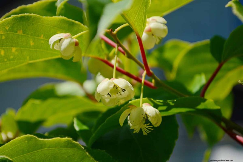 Growing Hardy Kiwi Vines: A Comprehensive Guide